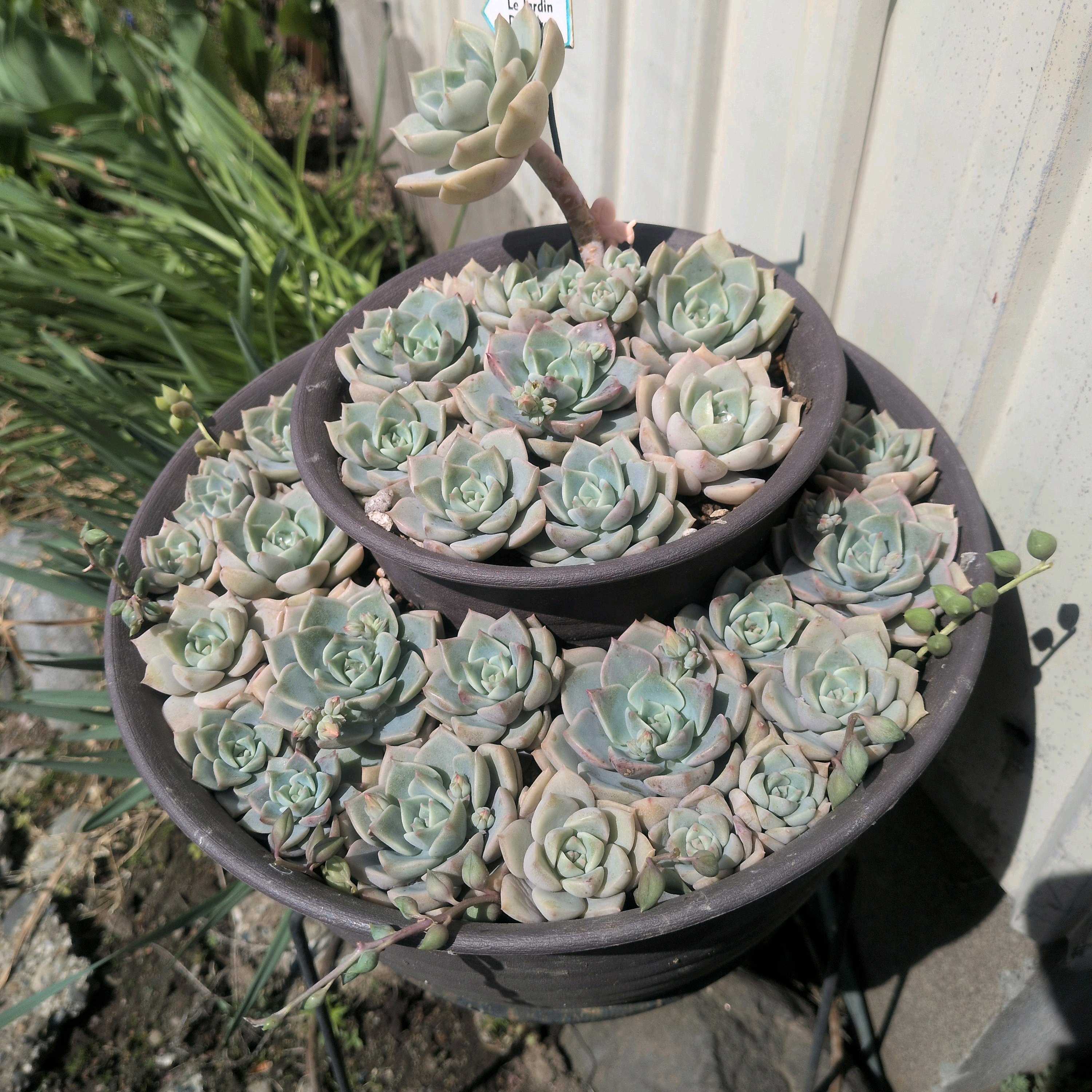 多肉植物カット苗　① カット苗を買ってきたら？購入後の手順と根を出させるコツ