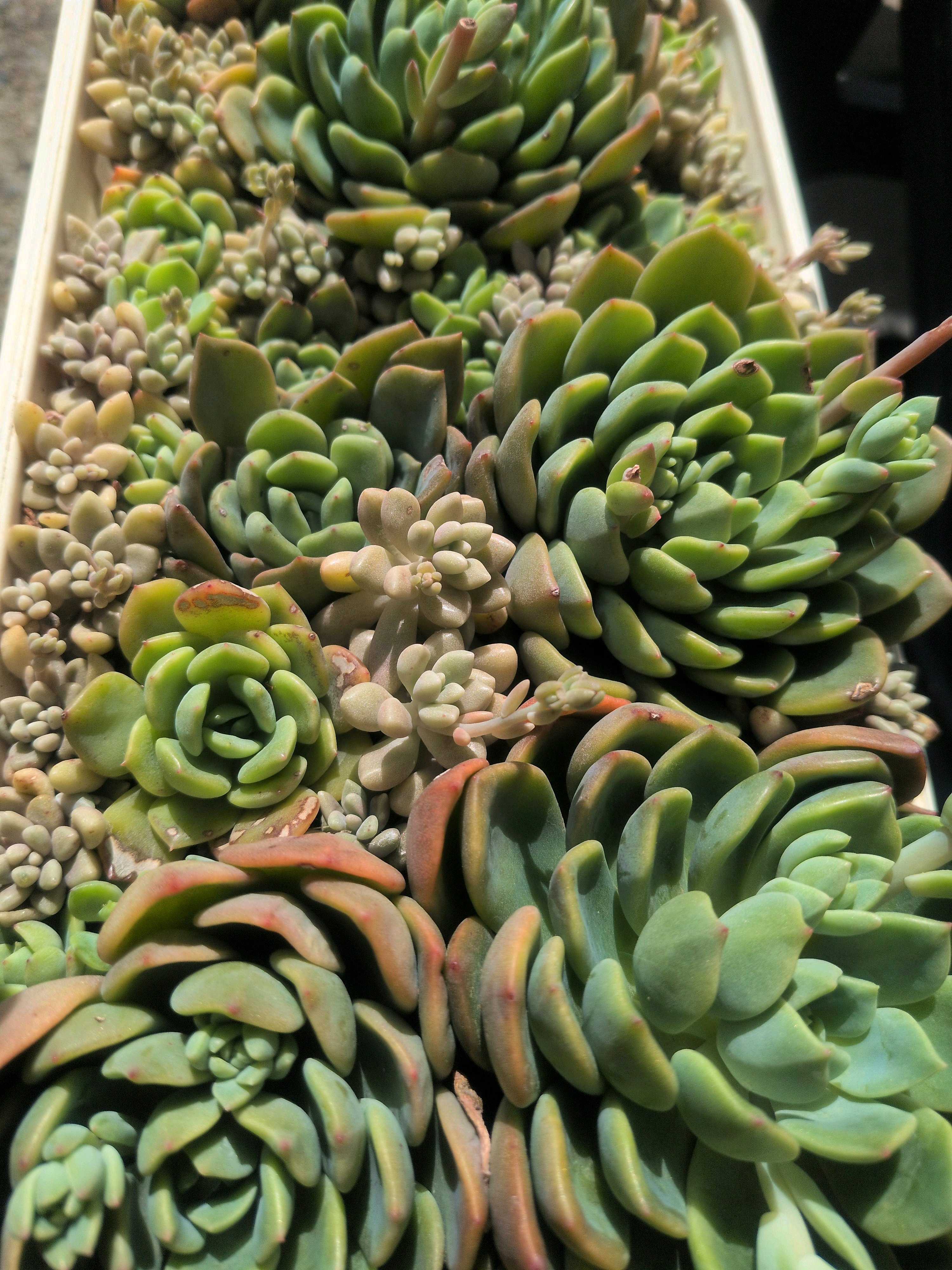 多肉植物　緑ボタン　2カット(カットに付き根っこ有りません) 緑牡丹,みどりぼたん,エケベリア属,エケベリアの緑牡丹通販,エケベリア