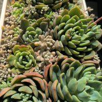 寄せ植え,多肉植物,カット苗,放置多肉,葉さしっ子の画像