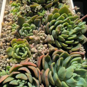 寄せ植え,多肉植物,カット苗,放置多肉,葉さしっ子の画像
