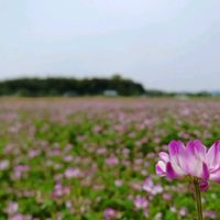 レンゲソウ,れんげ畑の画像