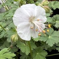 ゲラニウム,フウロソウ,ゲラニウム　ダルマチカム,白い花,やっぱり白花の画像