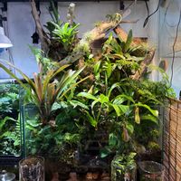 コーヒーの木,エアプランツ,食虫植物,60cm水槽,バルダリウムの画像