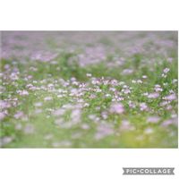 レンゲソウ,ミツバチさん,ミツバチさん,元気をありがとう٩( ᐛ )و,山野草の画像