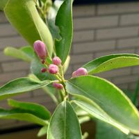 レモン,アメジストセージ,レモンの花と蕾,可愛い,花のある暮らしの画像