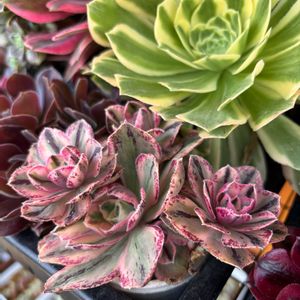 多肉,アエオニウム ロスコフ錦,多肉植物,ベランダガーデン,アエオニウムの画像