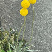 クラスペディアの画像