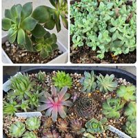 センペル,夕映え,斑入りノブドウ,多肉植物の地植え,パープルへイズの画像