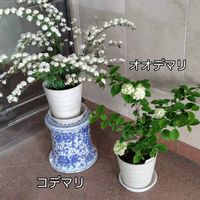 アリッサム,オオデマリ,チェリーセージ,芝桜,沈丁花の画像
