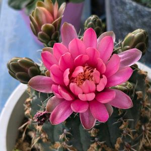 アイビーゼラニウム,サボテン,緋花玉,ベランダガーデン,祈りを込めての画像