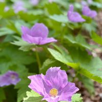 シラネアオイ,ヤマフヨウ。,ハルフヨウ。,山野草,花散歩の画像