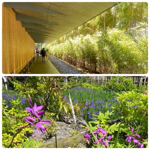 カキツバタ,シラン,竹林の小径,シラン（紫蘭）,シラン（紫蘭）の画像