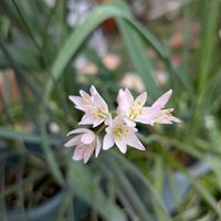 アネモネ,アリウム,チオノドクサの画像