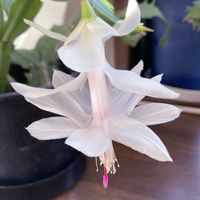 シャコバサボテン,デンマークカクタス,花のある暮らし,おうち園芸の画像