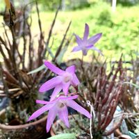 アスパラガス,スナップエンドウ,スナップエンドウ,ニンニクの芽,石斛(セッコク)の画像