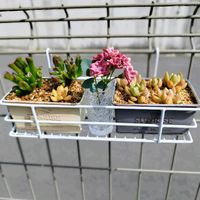ゴーラム,ハオルチア,多肉植物,鉢植え,宇宙の木の画像