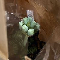 アルブカ,アルブカ スピラリス,お迎え,GSに感謝。,人に優しくの画像