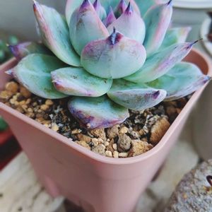 エケベリア,ブラックサバス,ブラックサバス,多肉植物,小さな花壇の画像