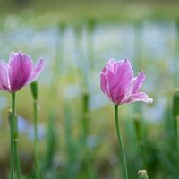 ジャーマンカモミール,チューリップの球根,ﾈﾓﾌｨﾗ,大阪万博記念公園,散歩道の花の画像