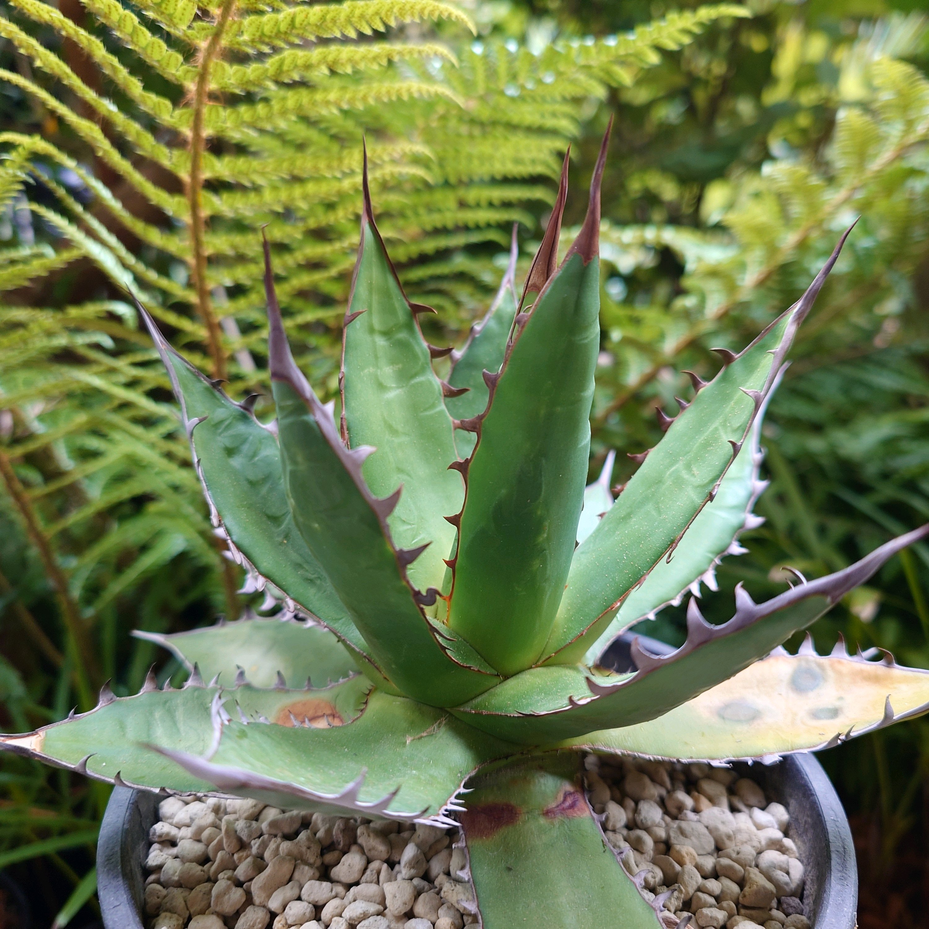 チェリーページ ホリダ 白中斑 アガベ ホリダ錦 白中斑 Agave horrida