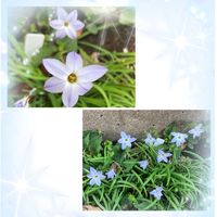 ハナニラ,ローズマリー,日本桜草,鉢植え,小さな花壇の画像