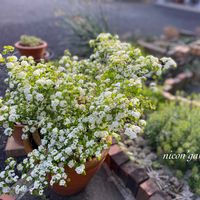 ユーフォルビアキパリッシアス,ガーデニング,NO GREEN  NO LIFE,植物中毒,ミツデイワハナガサの画像