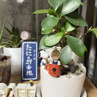 ガジュマル,リトルミッシー,ガーデンしクラメン,観葉植物,100均の画像