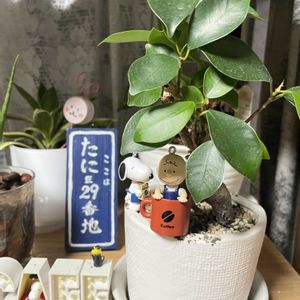 ガジュマル,リトルミッシー,ガーデンしクラメン,観葉植物,100均の画像