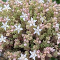 オーロラ,ミルキーウェイ,ヤメンシスイエロー,多肉植物,セダム属の画像