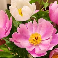 シャクヤク,芍薬,とある施設の装花の画像