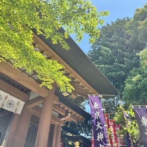セダム  ナナツガママンネングサ,セダム  ナナツガママンネングサ,セダム  ナナツガママンネングサ,セダム ハコベマンネングサ,セダム ハコベマンネングサの画像