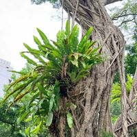ハス,オオタニワタリ,シノブ,シダ植物,台湾の画像