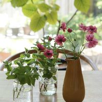 アップルミント,モヒートミント,ラナンキュラスラックス　ヘラ,庭の花,花のある暮らしの画像