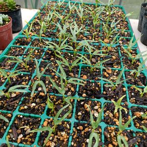 自家製野菜,栽培記録,農業女子,おうち園芸,家庭菜園の画像
