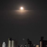 スモークツリー,セルリア,ミニバラ,プロテア,芍薬の画像