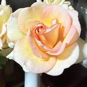 iPhone撮影,花瓶の花,ばら 薔薇 バラの画像
