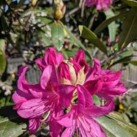 ラナンキュラス,ラナンキュラス,ルッコラ,シャクナゲ(石楠花),季節のお花の画像