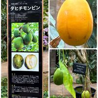 バナナ,バナナ,タヒチモンビン,カカオ,コショウの画像
