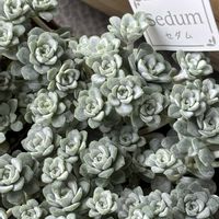 白雪ミセバヤ,ケープブランコ 白雪ミセバヤ,スターオレンジ,ベランダガーデニング,多肉植物のある暮らしの画像