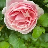 インパチェンス,インパチェンス,ニオイバンマツリ,薔薇,なるこゆりの画像