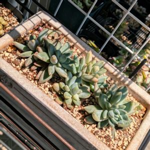 千代田の松,ヒアリウム,アーモンドネックレス,もみじ祭り,多肉植物の画像