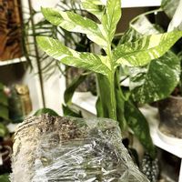 月下美人,ドリナリア 斑入り,観葉植物,エンジョイボタニカルライフ,グリーン！グリーン！グリーン！の画像
