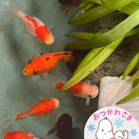 ウォーターマッシュルーム,ウォーターコイン,ウォーターコイン,ナガバオモダカ,ナガバオモダカの画像