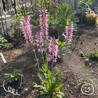 サフィニア,イチジク,ダッチアイリス,アスチルベ,お花大好き♡の画像