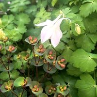 ミヤマオダマキ,ユーフォルビアブラックバード,斑入りオダマキ,白花ミヤマオダマキ,山野草の画像