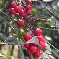 ナンテン,赤い実,花を通じて愛と平和を,グリーンで癒されてねの画像