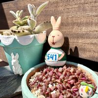 ヒマワリ,ミセバヤ,瓢箪,桜吹雪の赤ちゃん,実生の日の画像