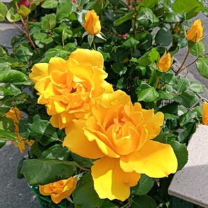 芝生,可愛い,癒される,花のある暮らし,綺麗の画像