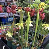 サラセニア交配種,サラセニア レウコフィラ,サラセニア フラバ,観葉植物,食虫植物の画像