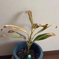 ドラセナ・コンシンネの画像
